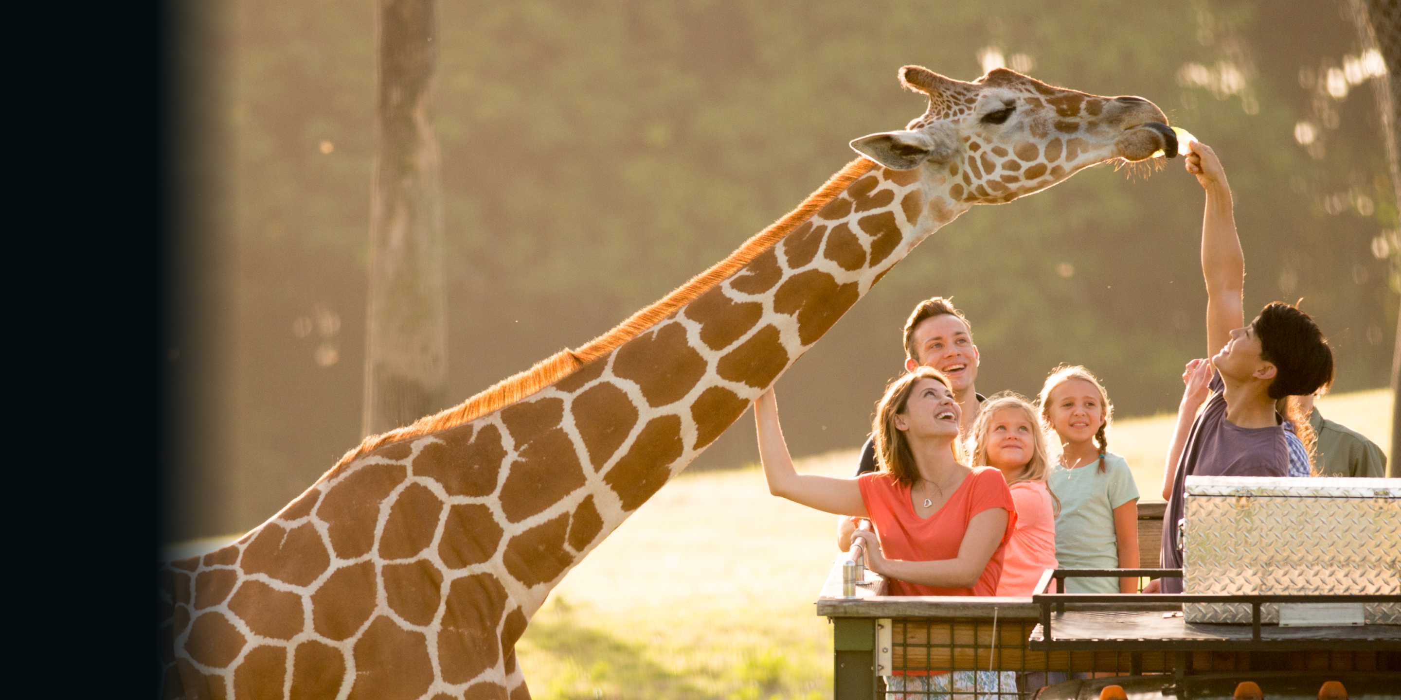 A group of visitors pet & feed a giraffe on the Busch Gardens Serengeti Safari