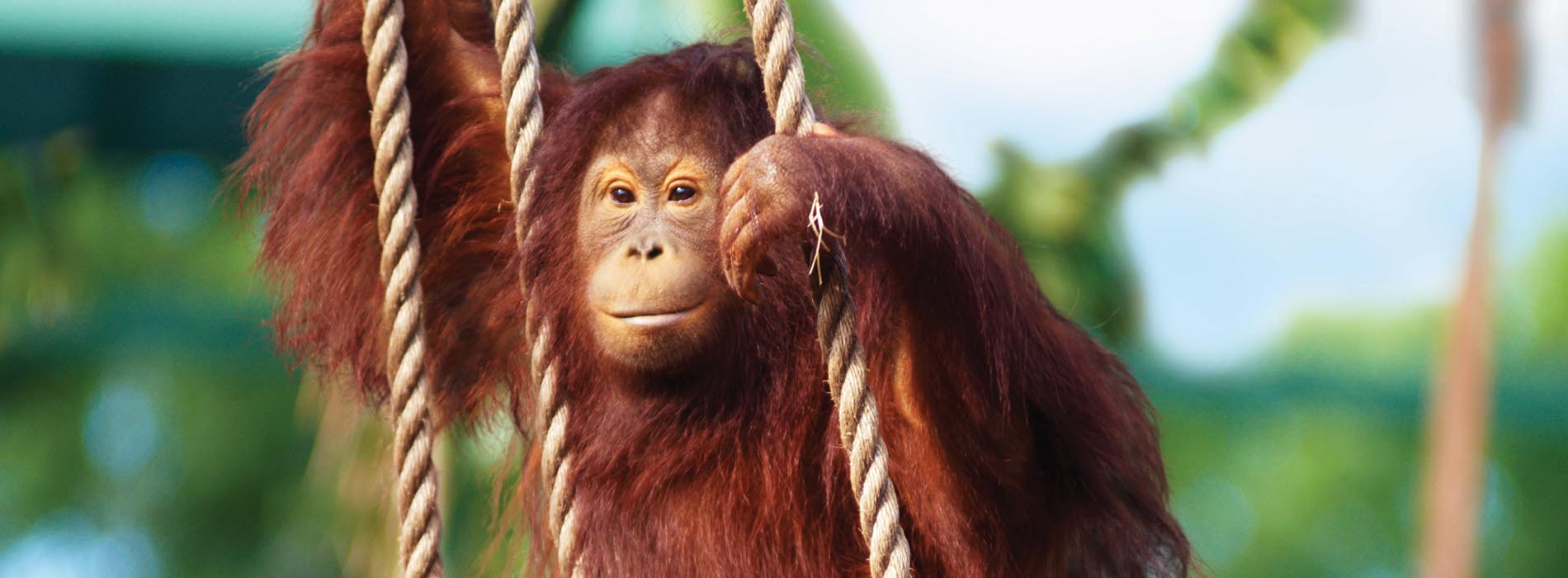 An adult orangutan on a rope swing