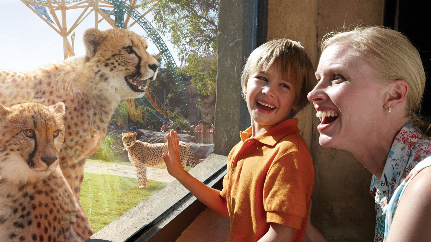 Woman and child looking at cheetahs