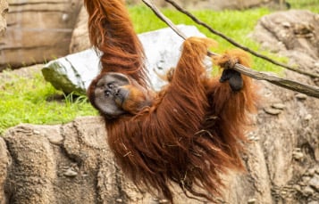 Orangutan swinging on a rope