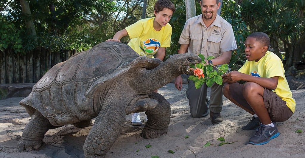 A male host wearing brown clothes and two boys wearing yellow t-shirts feed a large Aldabra tortoise plants at Busch Gardens Tampa Bay animal theme park, located in Florida