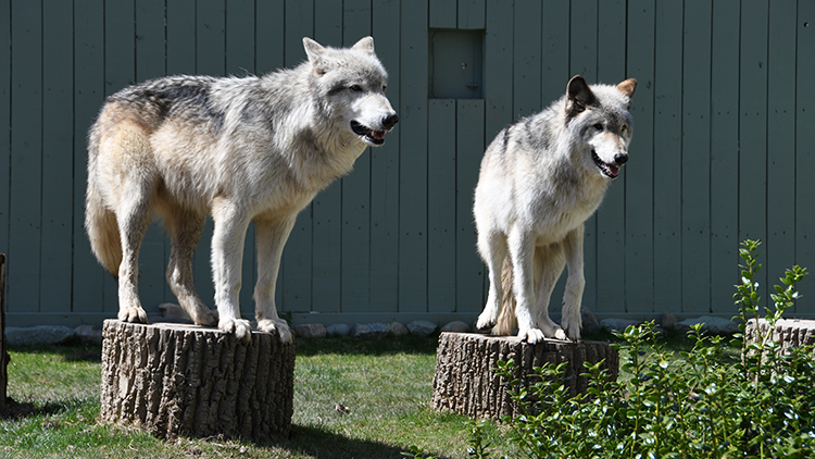 Visit our gray wolves at Wolf Haven!