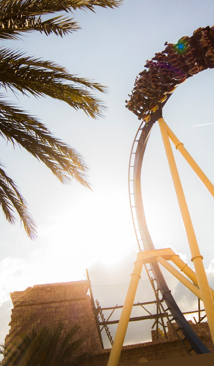 A palm tree and a roller coaster on a sunny day viewed from below