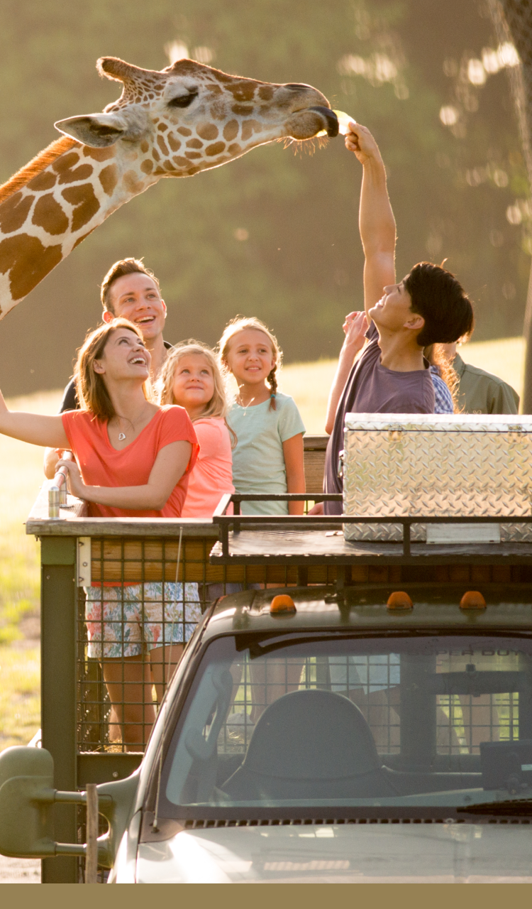 Theme Parks & Attractions in Tampa Bay and Williamsburg Busch Gardens