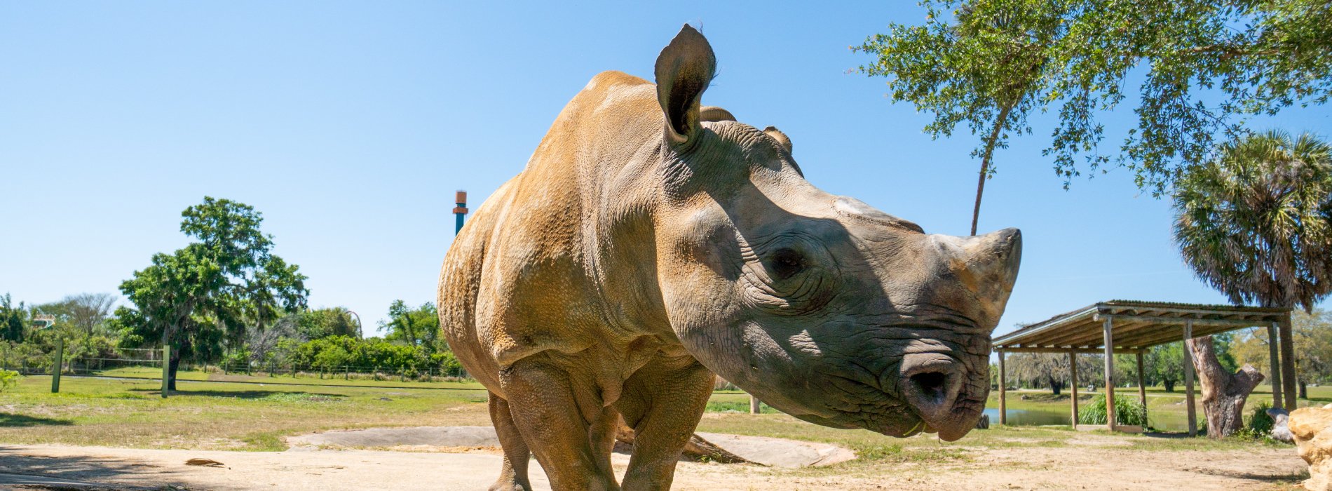 An adult rhino standing outside in the sun