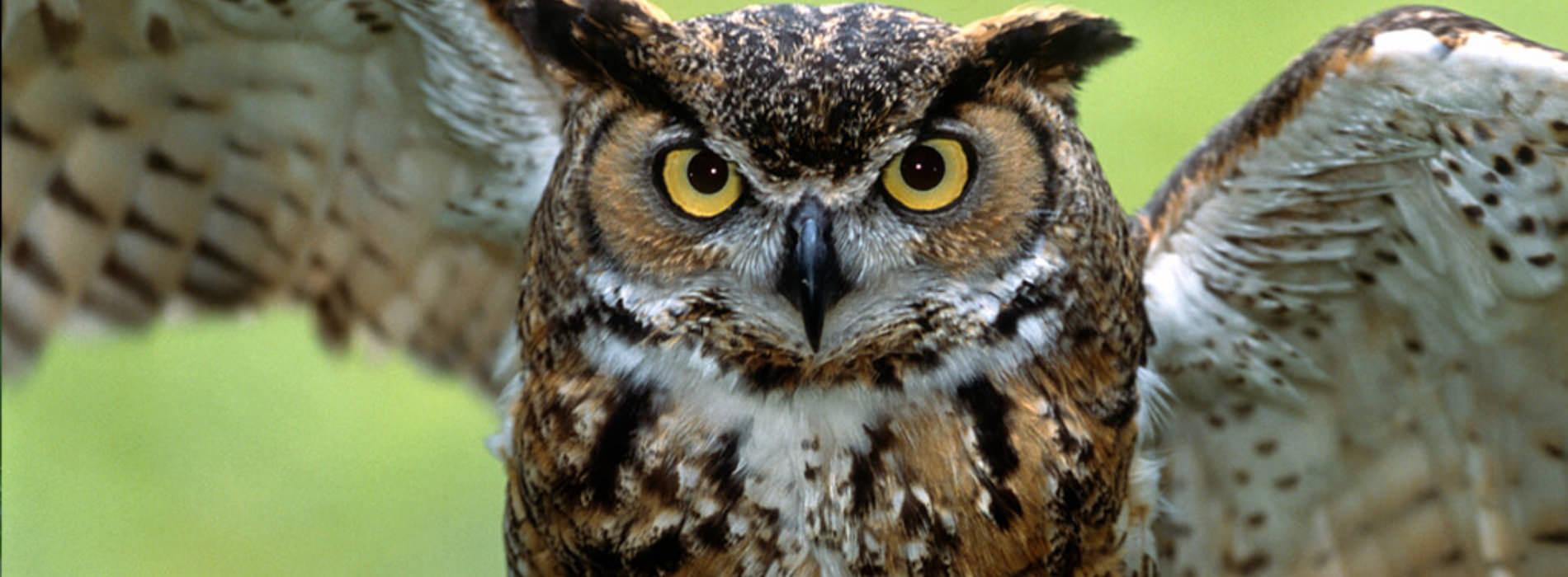 Great Horned Owl