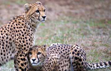 Pair of cheetahs