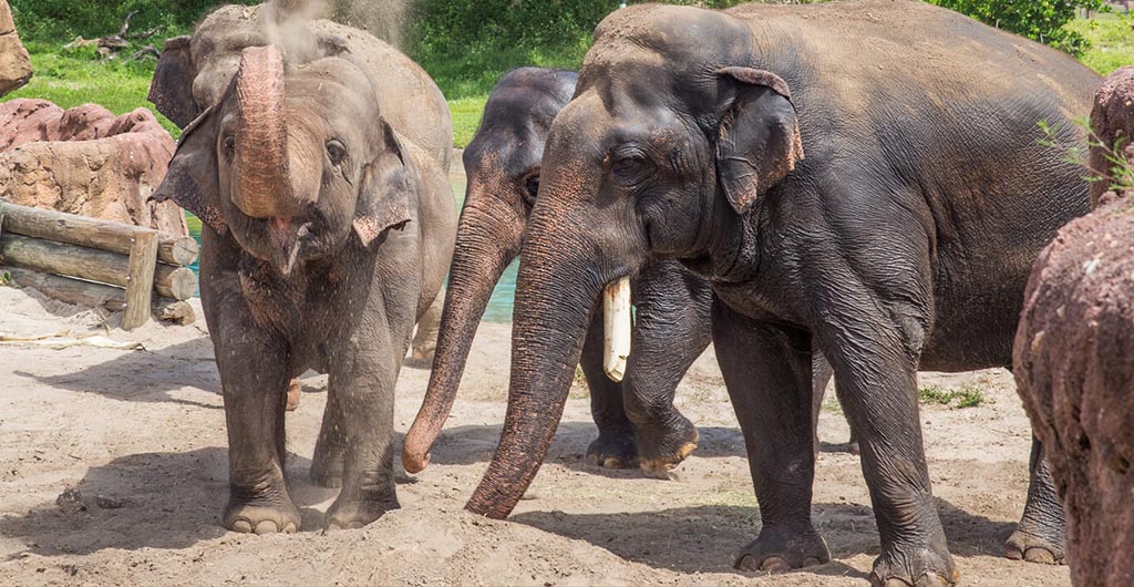 Elephants walking in the sun