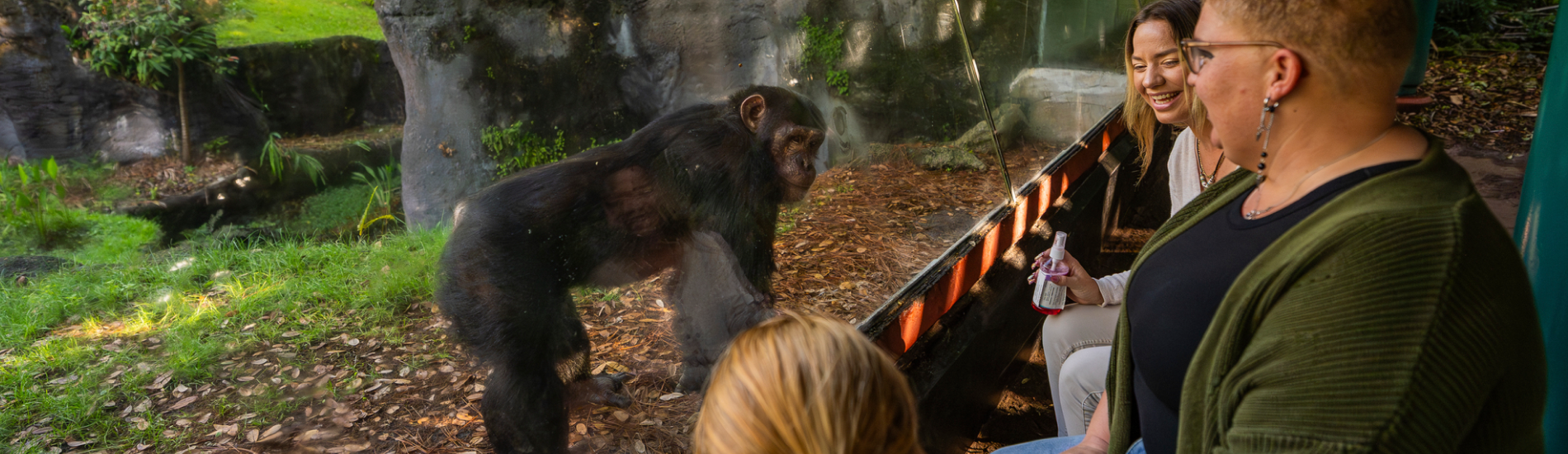 chimpanzee