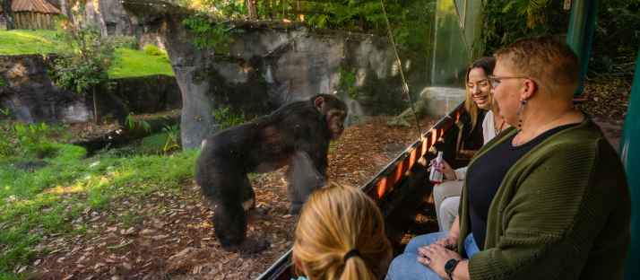 chimpanzee
