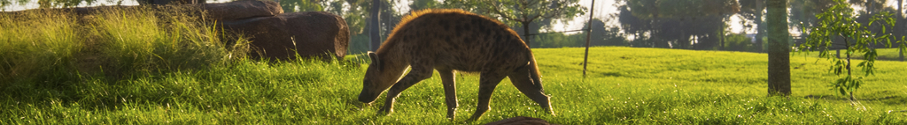 hyena