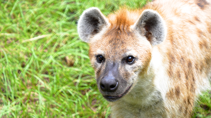 Hyena 