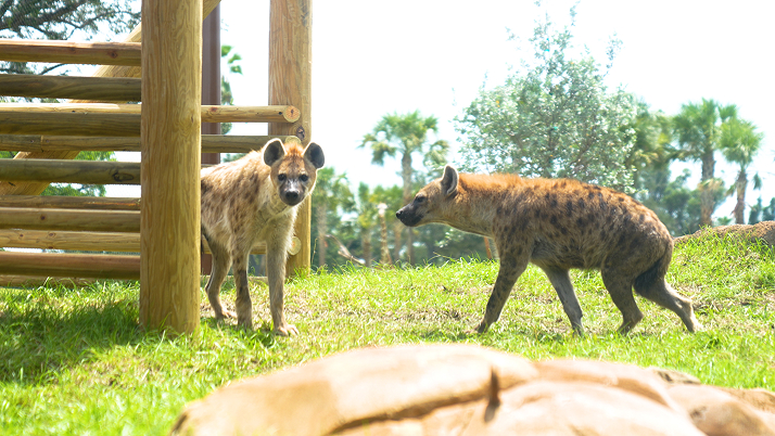 Hyena