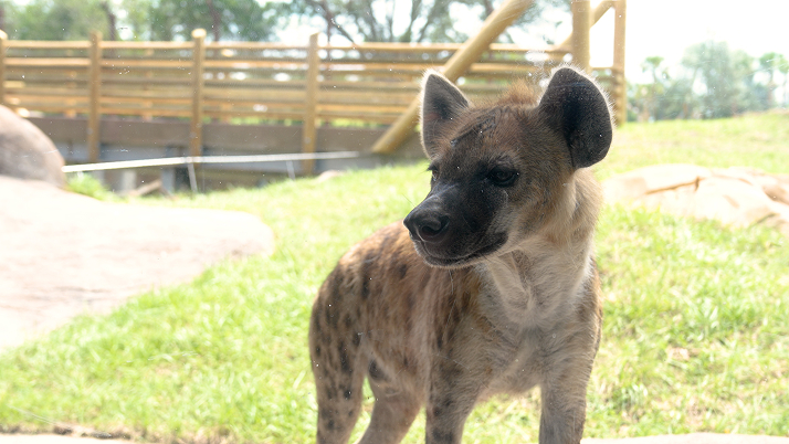 Hyena