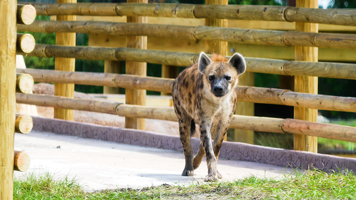 Hyena