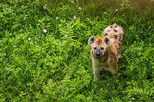Hyena