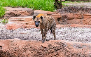 Hyena