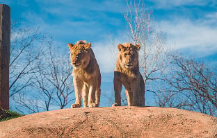 Lions