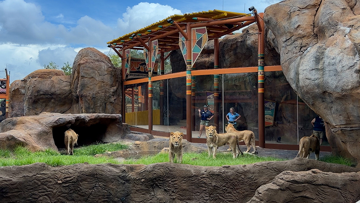 Lions