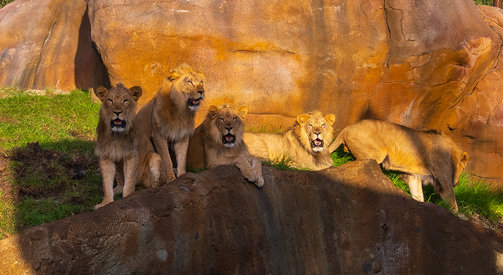 Lion