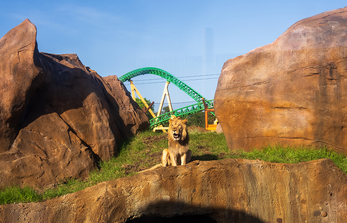 Lion