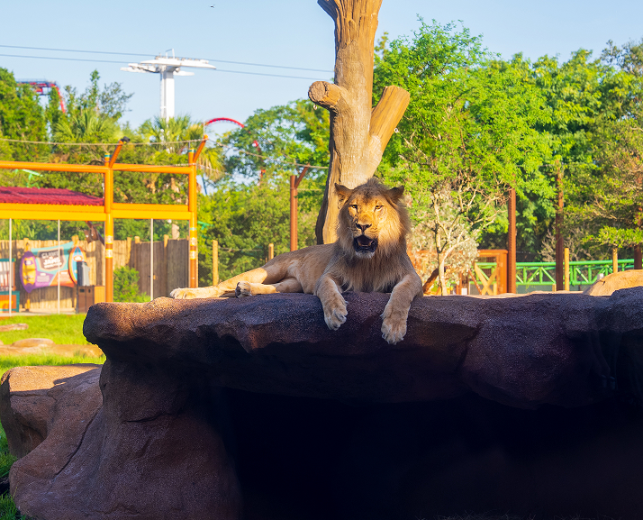 Lion