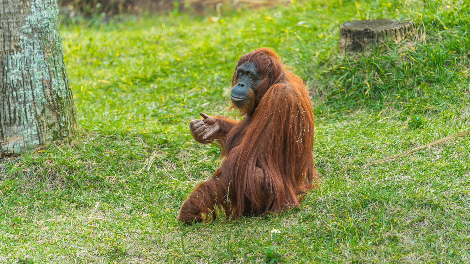 Orangutan at Busch Gardens Tampa Bay