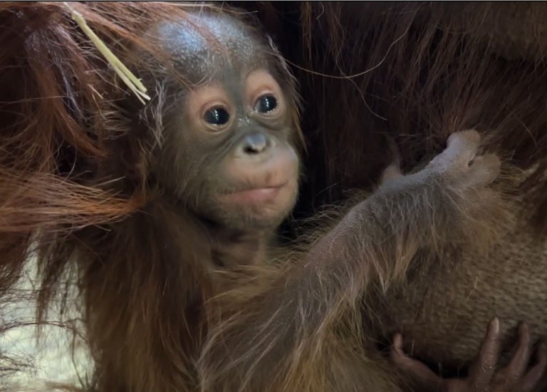 Baby orangutan at Busch Gardens Tampa Bay