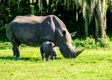 Baby rhino and mother at Busch Gardens Tampa Bay