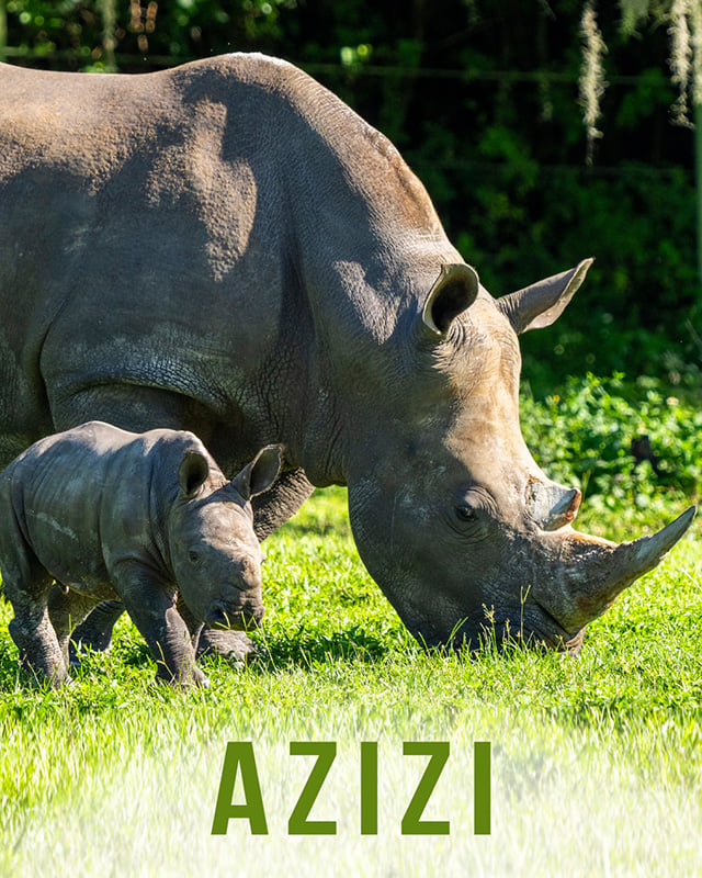 Rhino Azizi at Busch Gardens Tampa