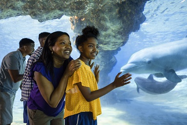 Pass Member Monthly Rewards at Busch Gardens Tampa Bay