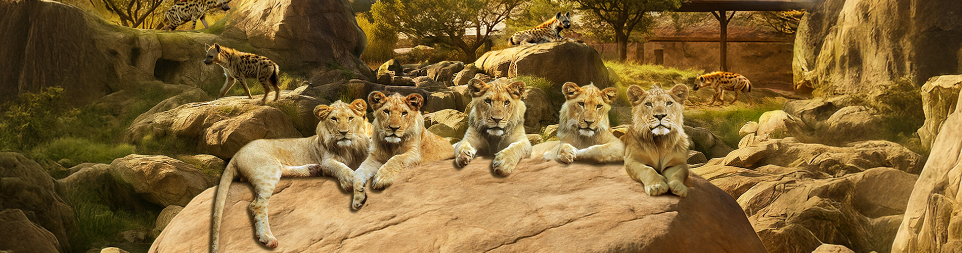 lions.