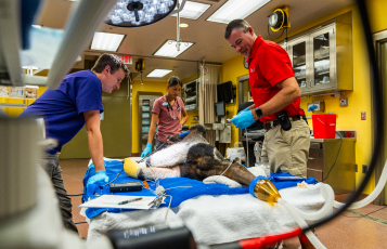 Giant Ant Eater Wellness Exam