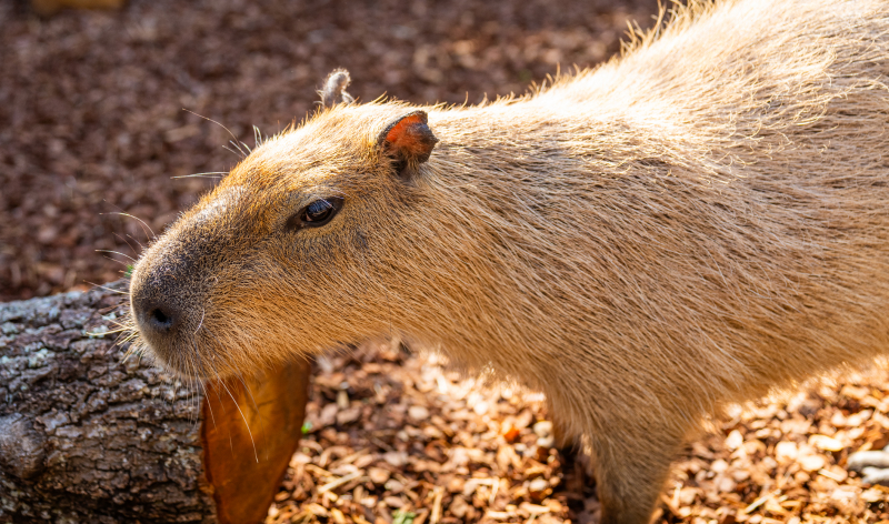 Capybara
