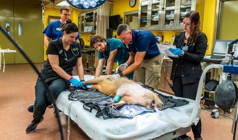 Capybara wellness exam