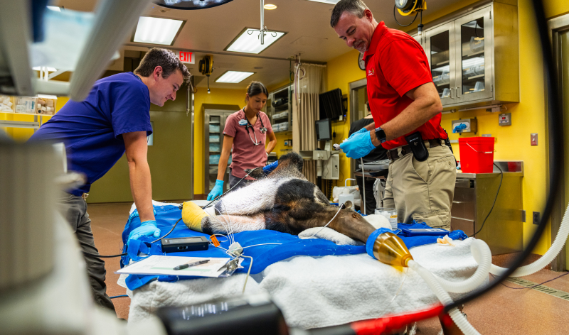Giant Ant Eater Wellness Exam