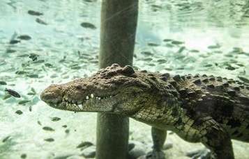 alligator.