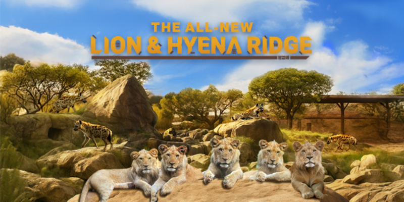 lion hyena ridge