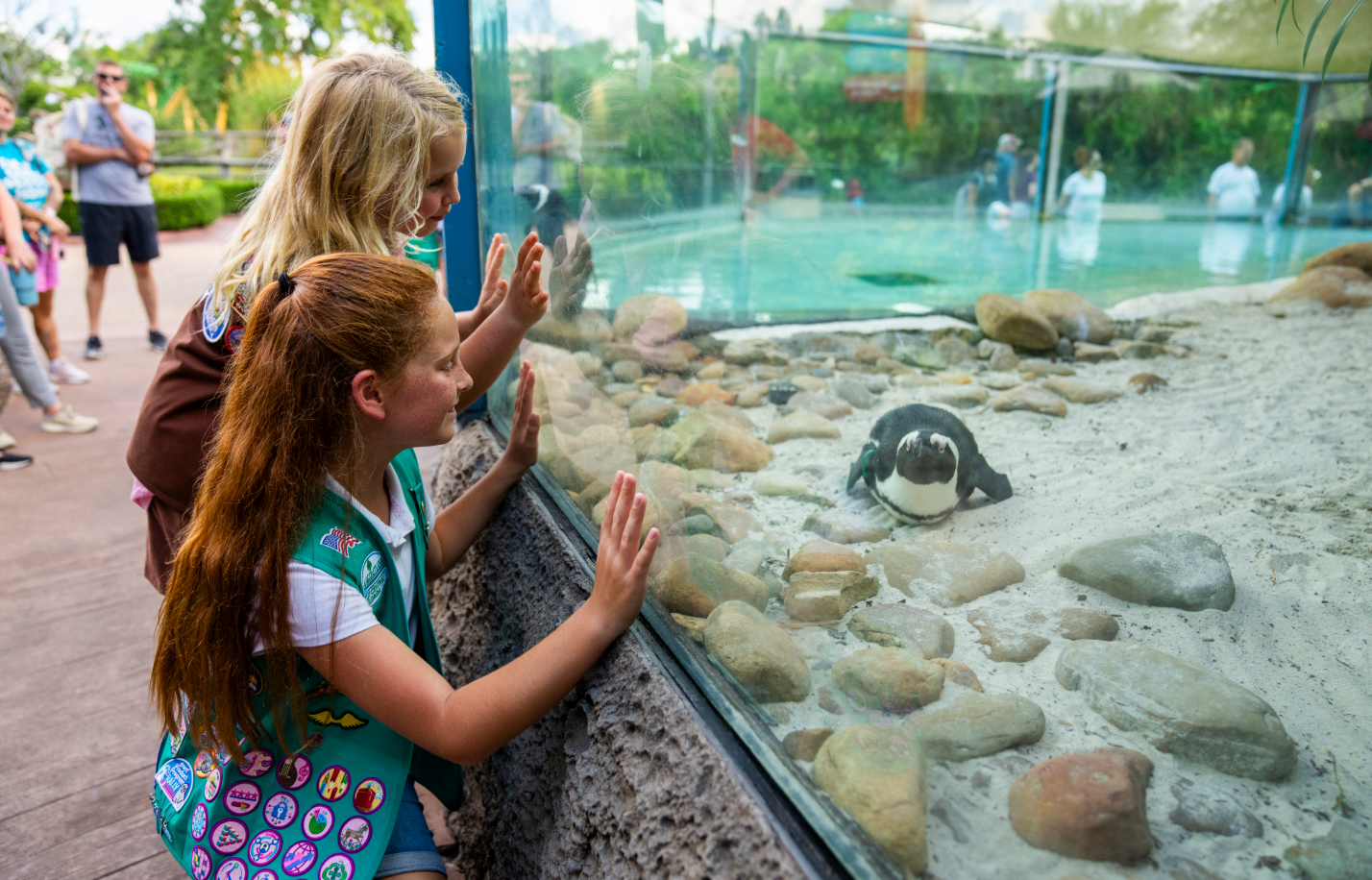 Girl scouts viewing penguins