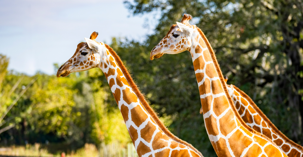Two giraffes at Busch Gardens Tampa Bay