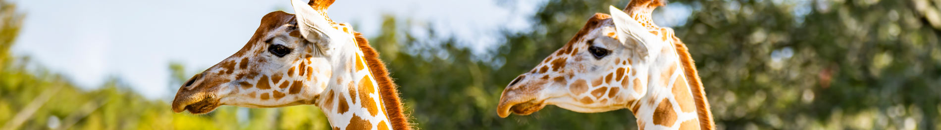 Two giraffes at Busch Gardens Tampa Bay
