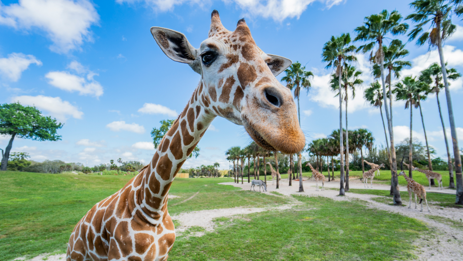 One giraffe at Busch Gardens Tampa Bay
