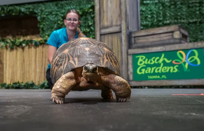 Turtle
