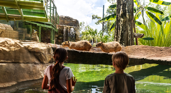 Wild Oasis