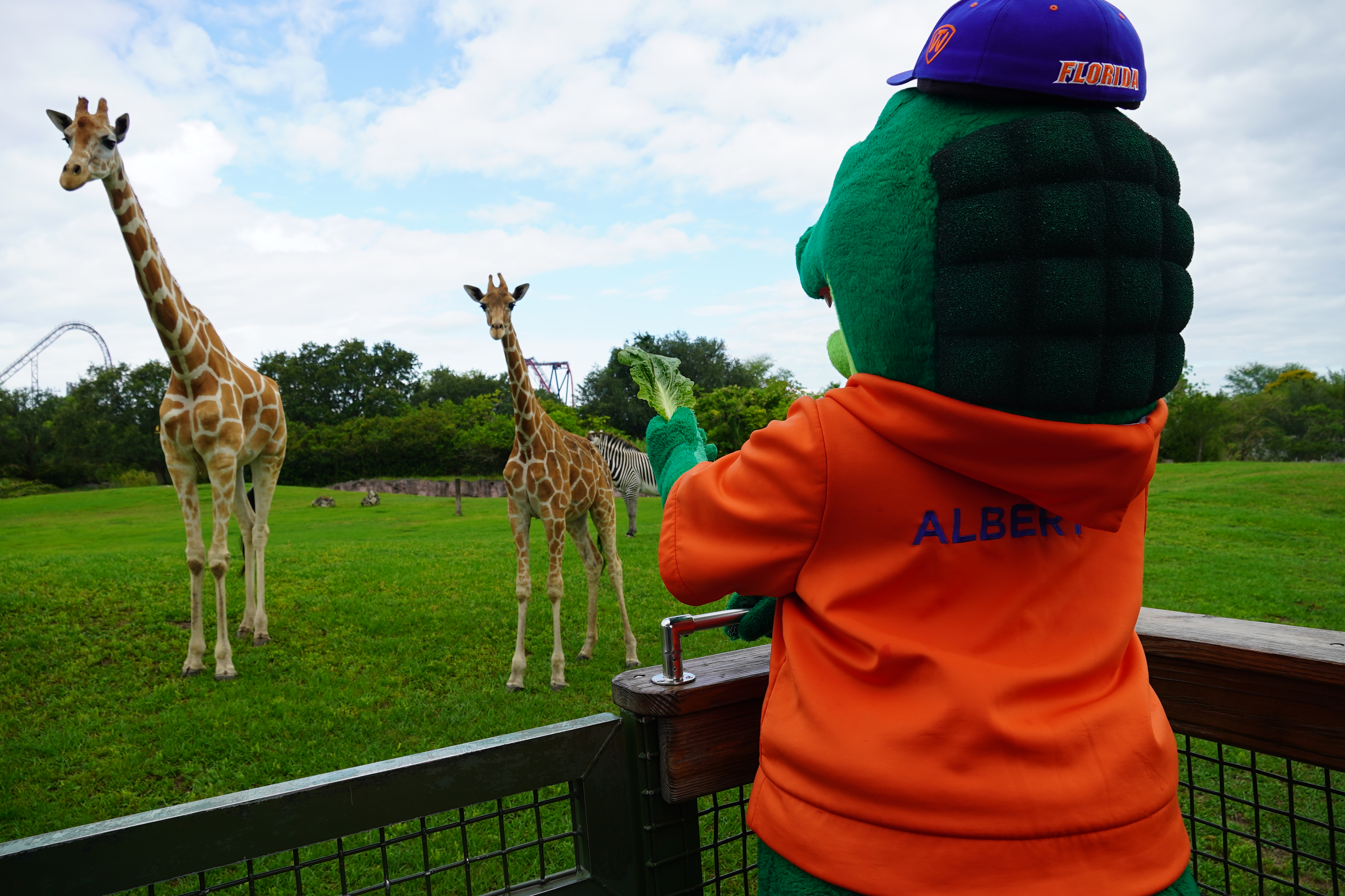 Busch Gardens Tampa Bay Gator Mascot University of Florida with Giraffes 