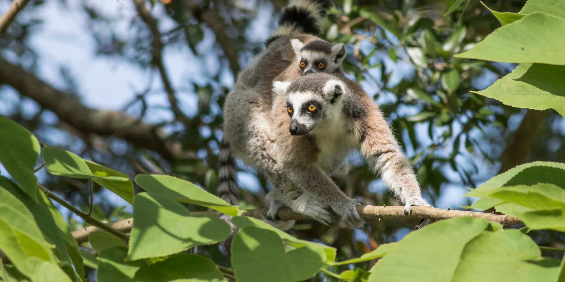 Ring tailed lemur with two babies
