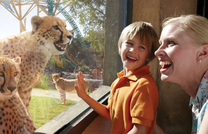 Family viewing cheetahs at Busch Gardens Tampa Bay