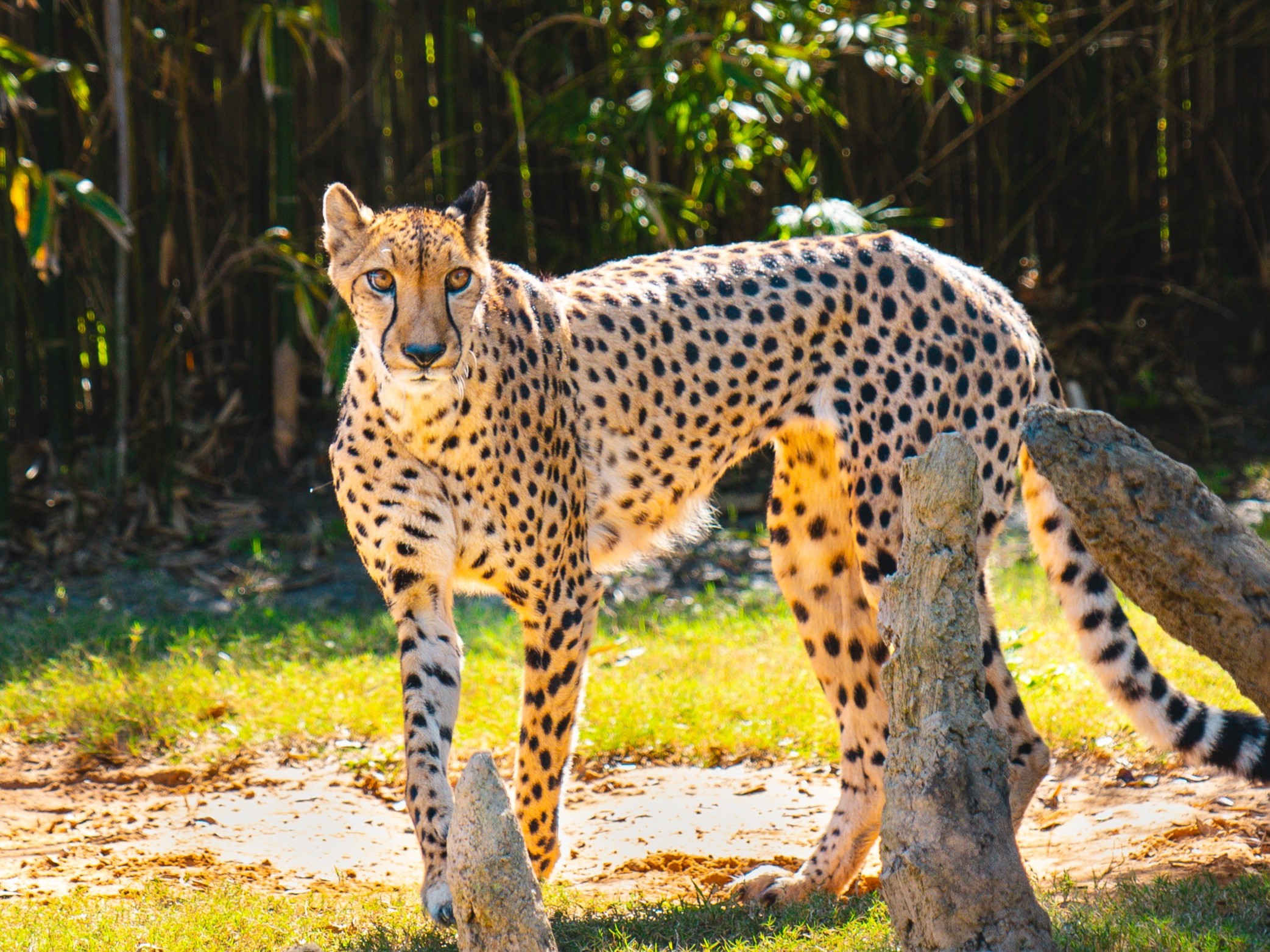 Cheetah