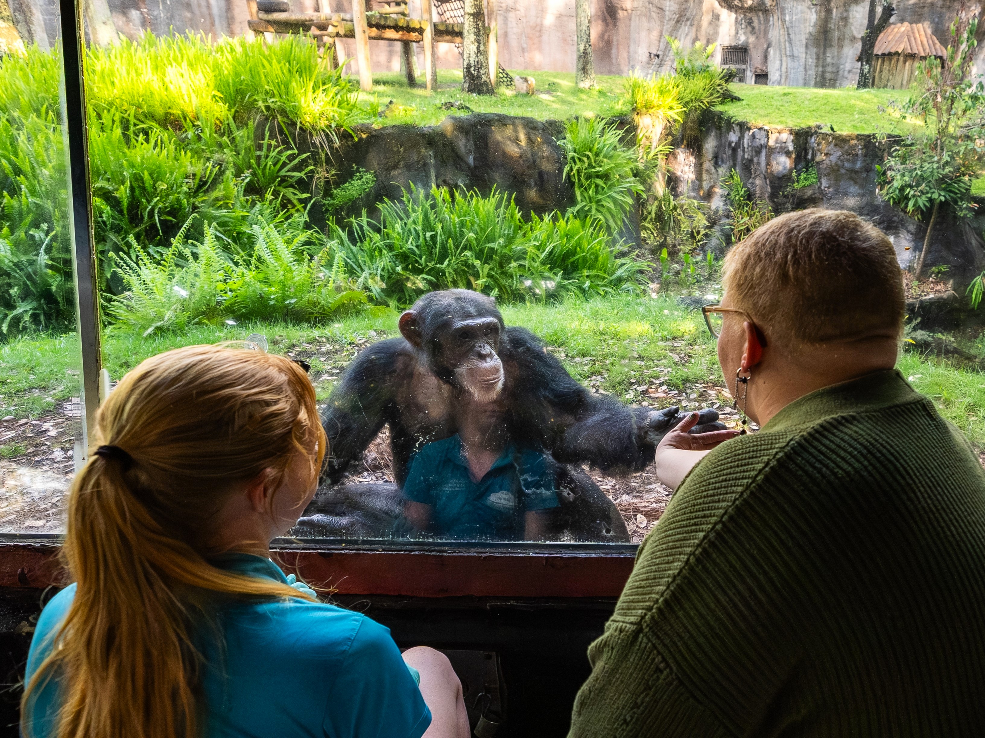 Chimp