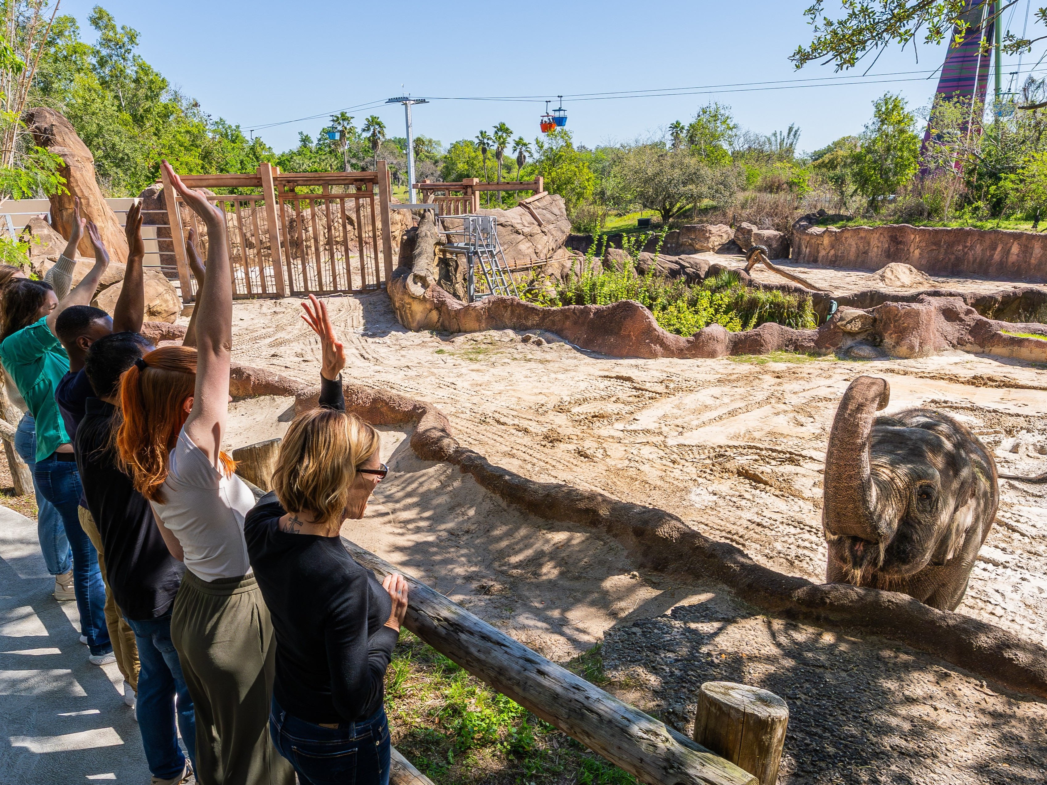 Elephant Insider